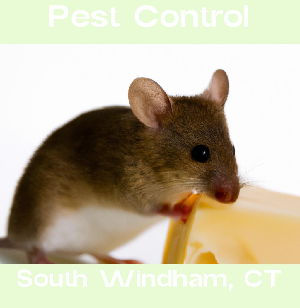 pest control in South Windham Connecticut