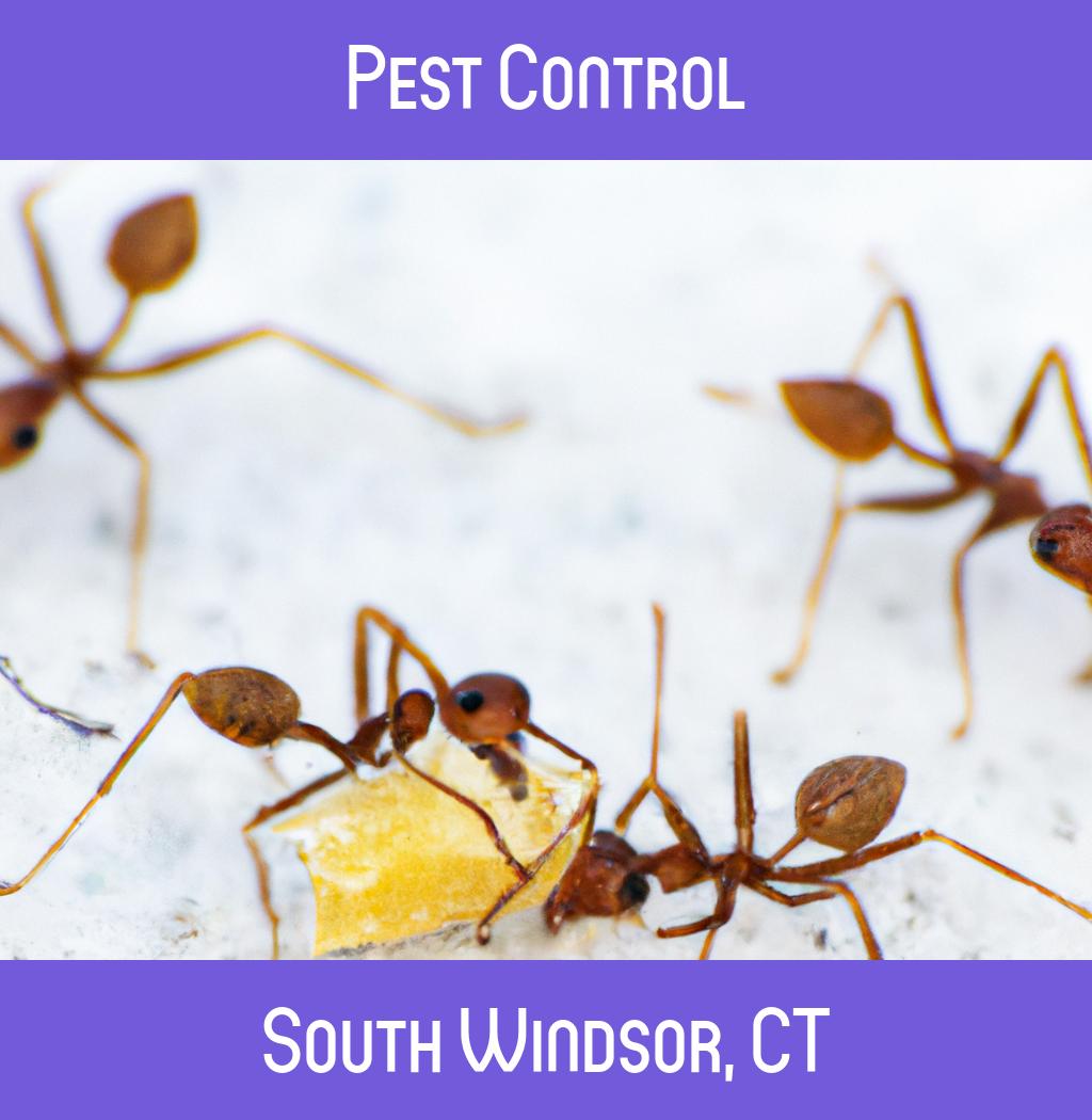 pest control in South Windsor Connecticut