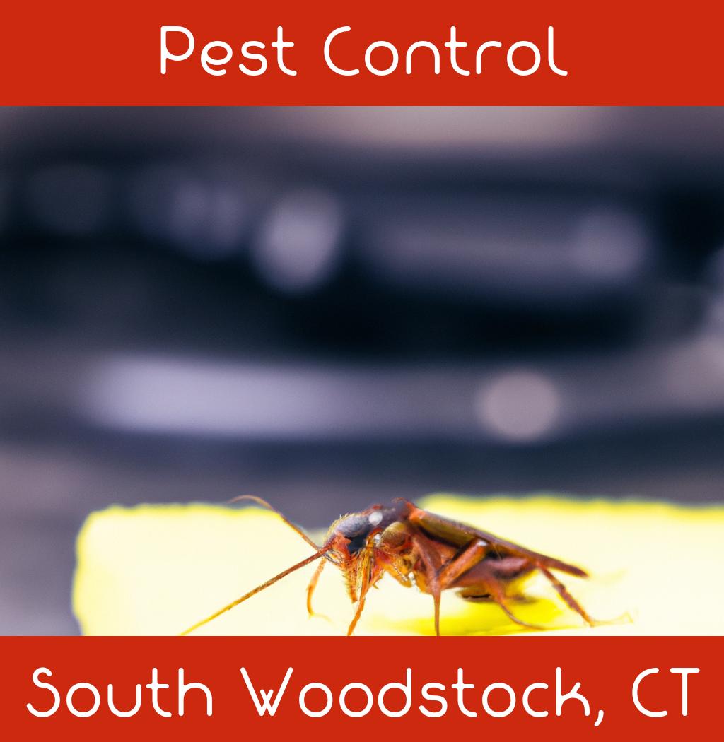 pest control in South Woodstock Connecticut