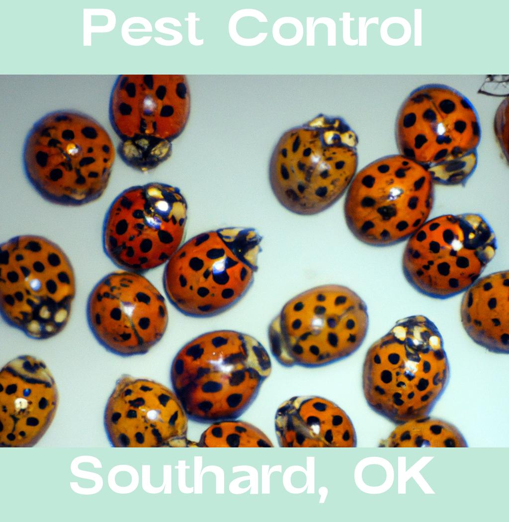 pest control in Southard Oklahoma