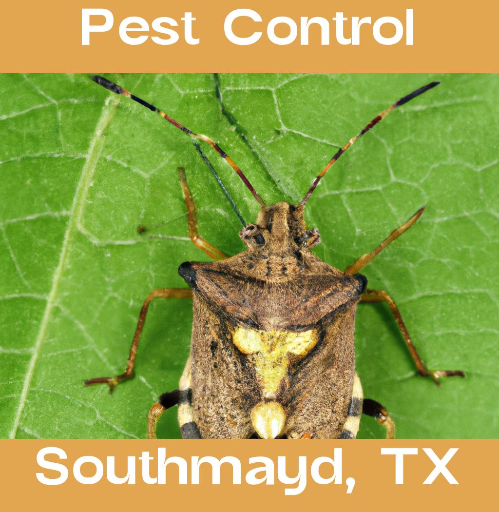pest control in Southmayd Texas