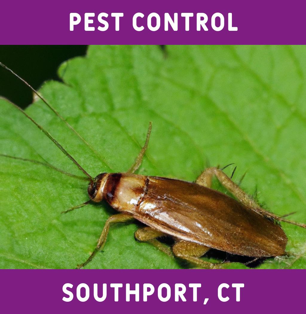 pest control in Southport Connecticut