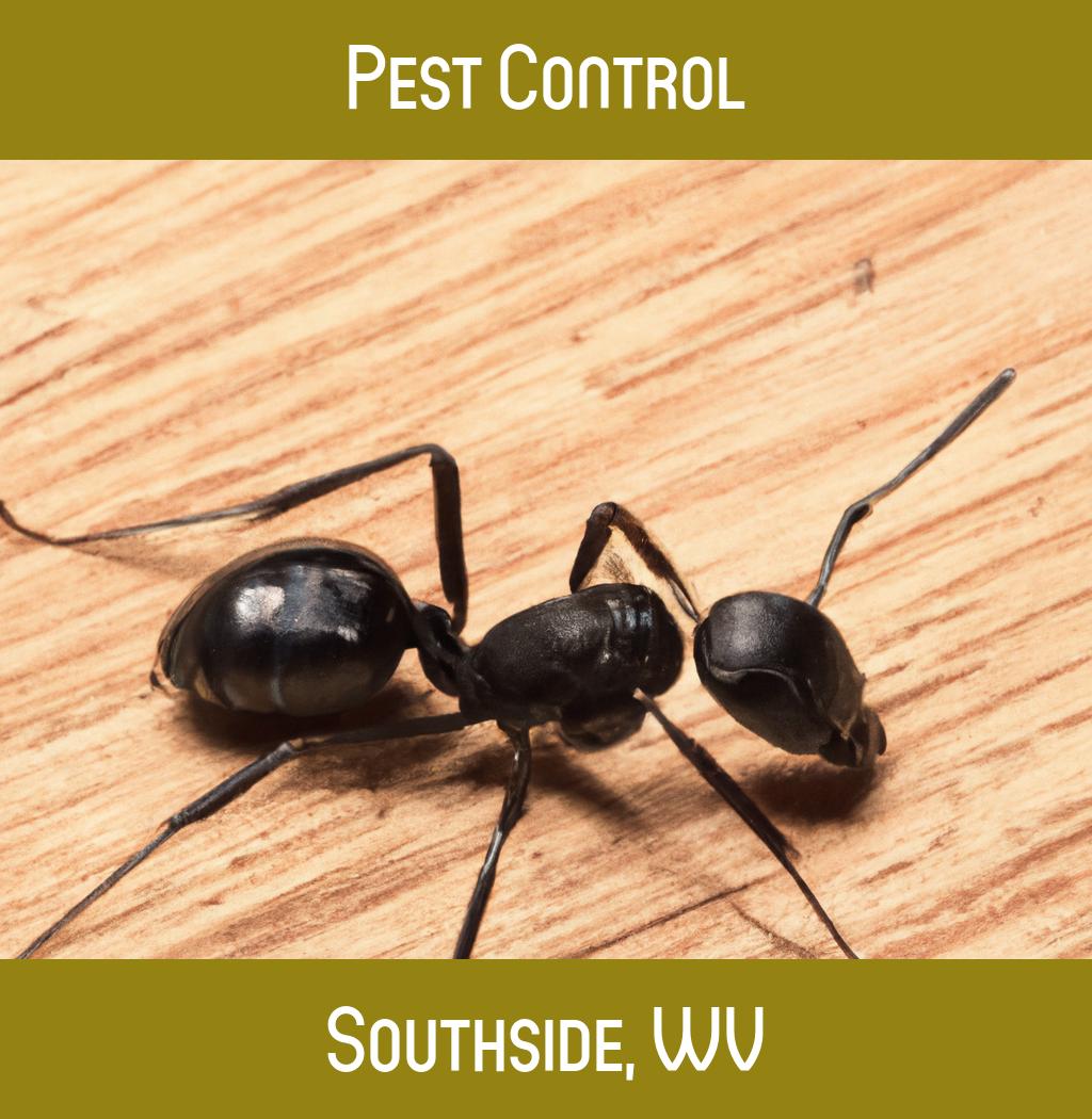 pest control in Southside West Virginia