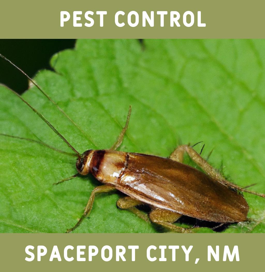 pest control in Spaceport City New Mexico