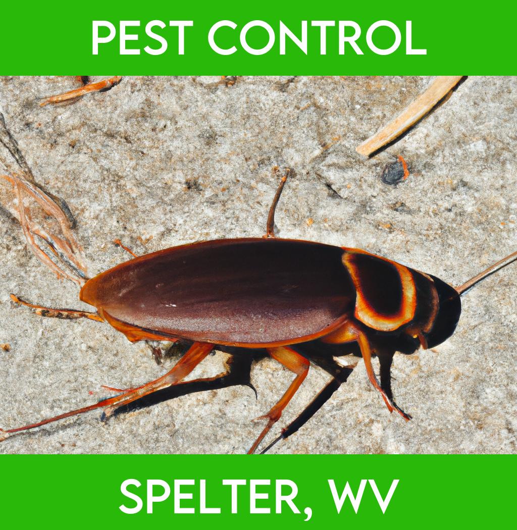 pest control in Spelter West Virginia
