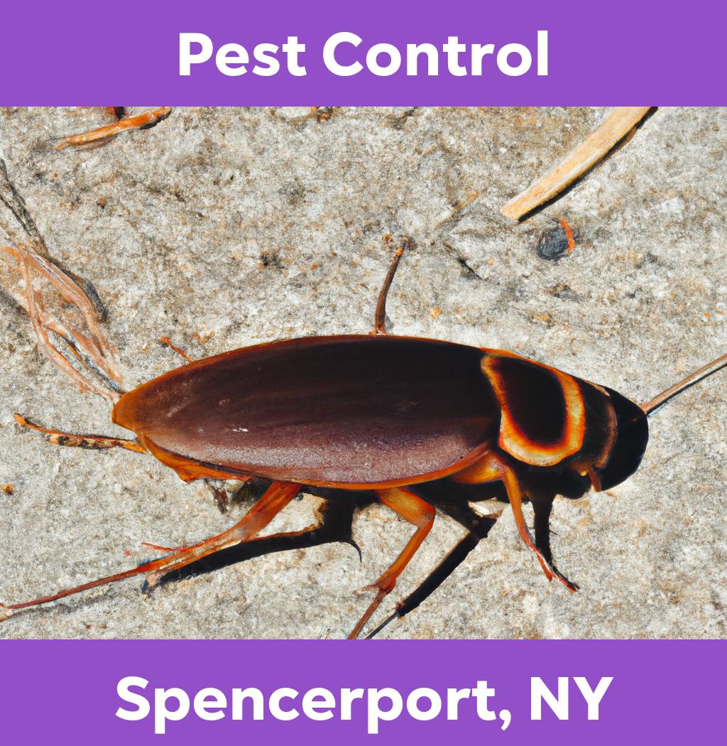 pest control in Spencerport New York