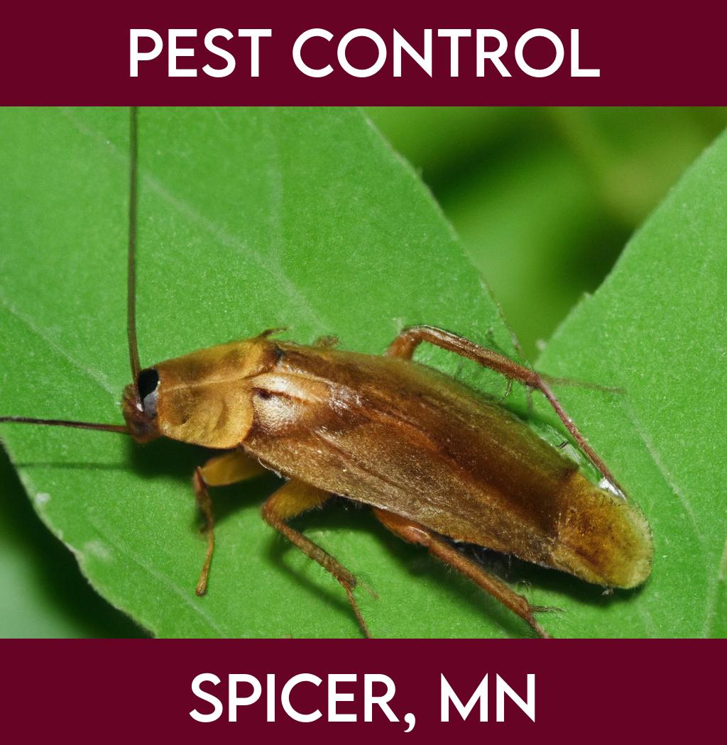 pest control in Spicer Minnesota