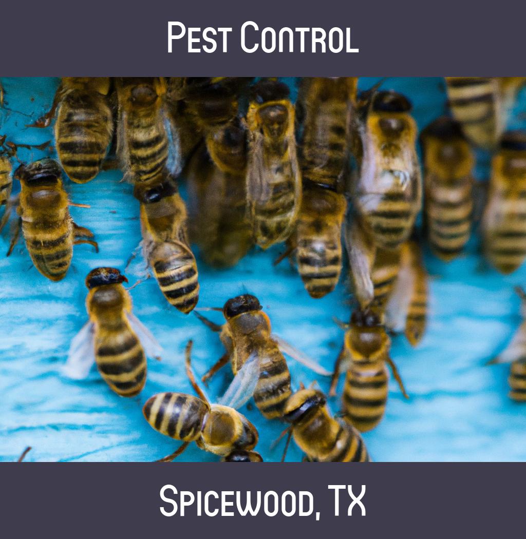 pest control in Spicewood Texas