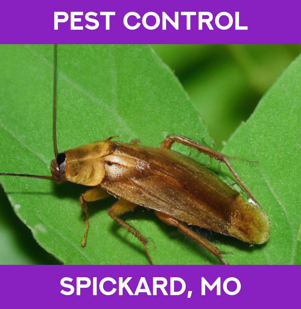 pest control in Spickard Missouri