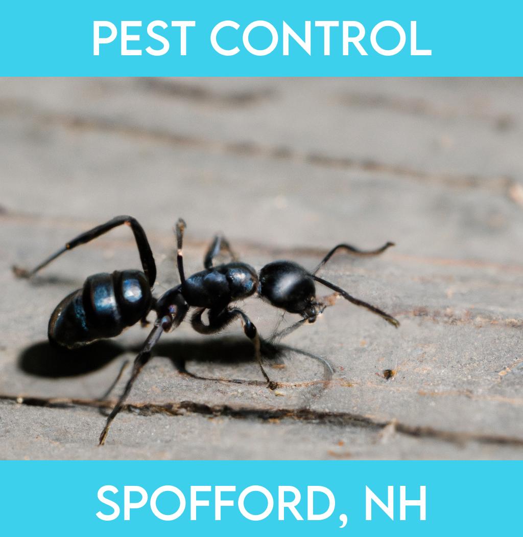 pest control in Spofford New Hampshire