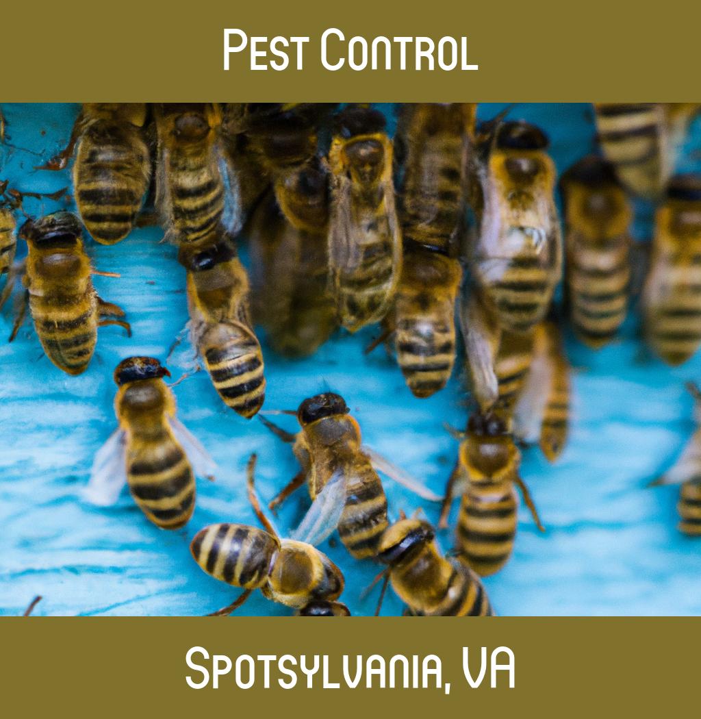 pest control in Spotsylvania Virginia