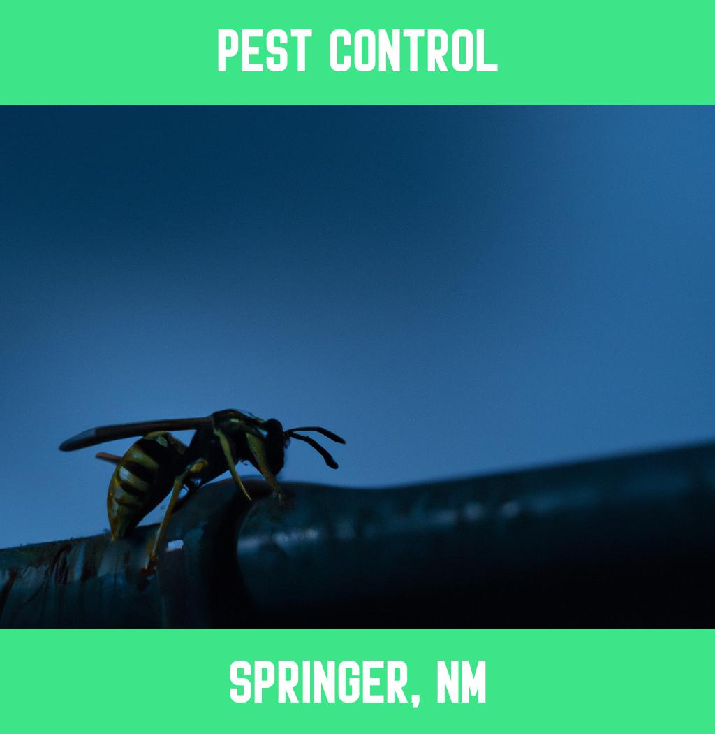 pest control in Springer New Mexico