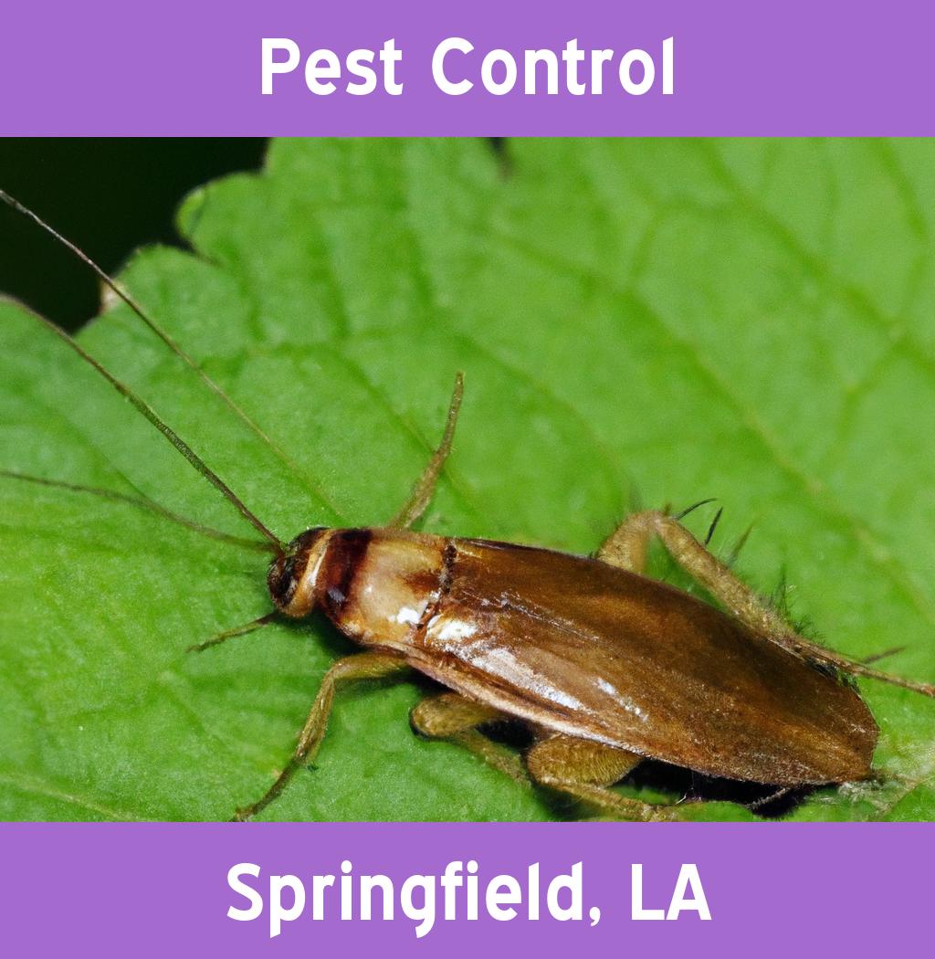 pest control in Springfield Louisiana
