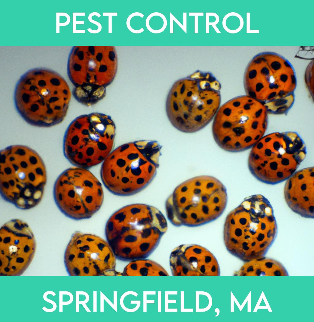 pest control in Springfield Massachusetts