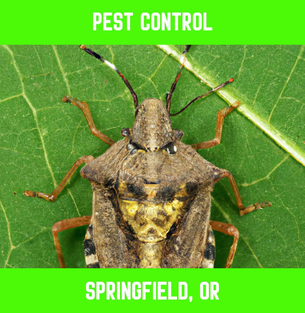 pest control in Springfield Oregon