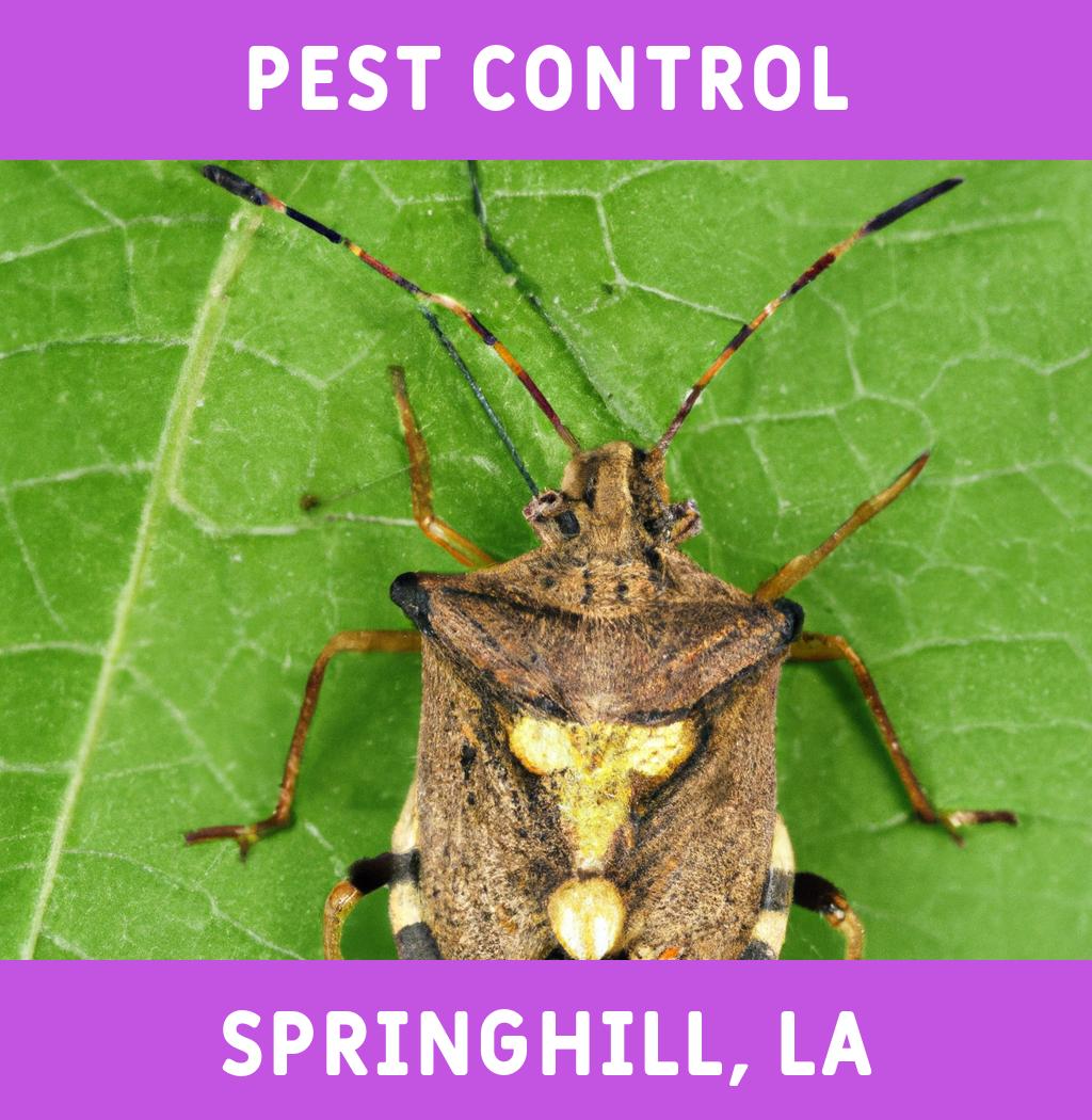 pest control in Springhill Louisiana