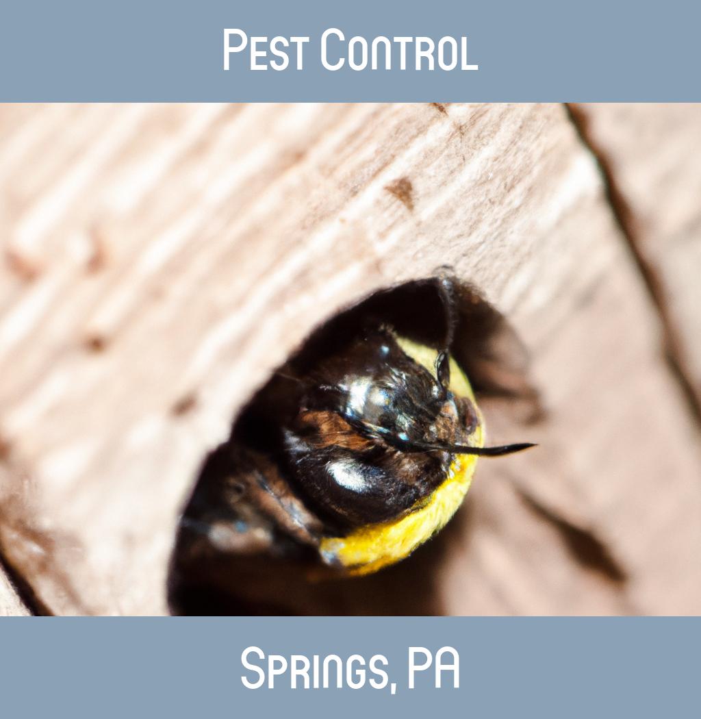 pest control in Springs Pennsylvania