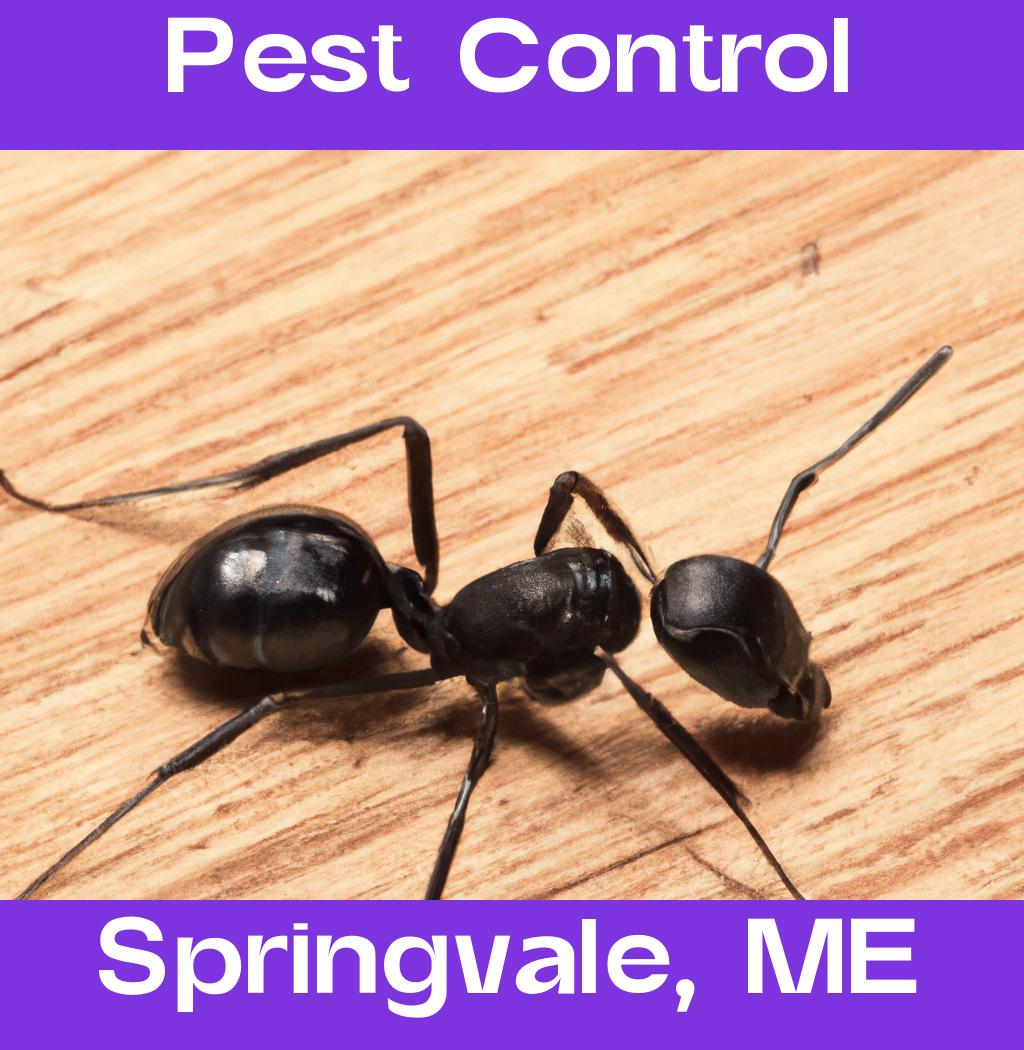pest control in Springvale Maine