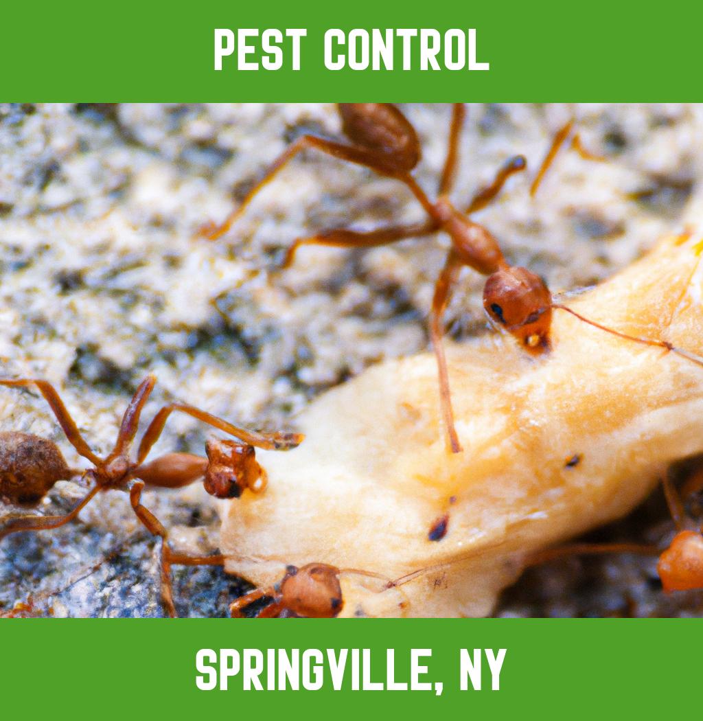 pest control in Springville New York