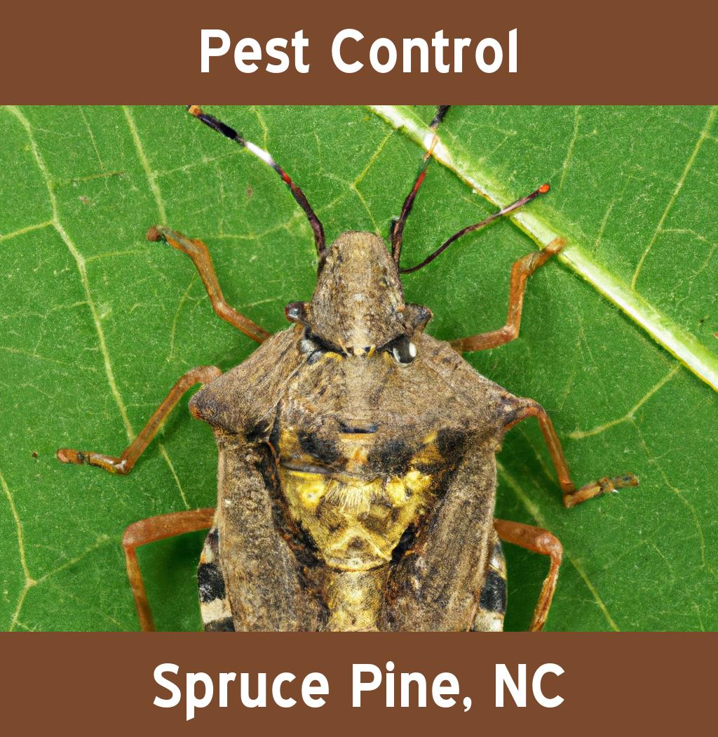 pest control in Spruce Pine North Carolina