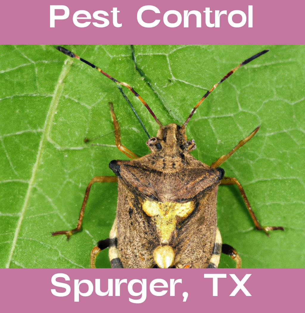 pest control in Spurger Texas