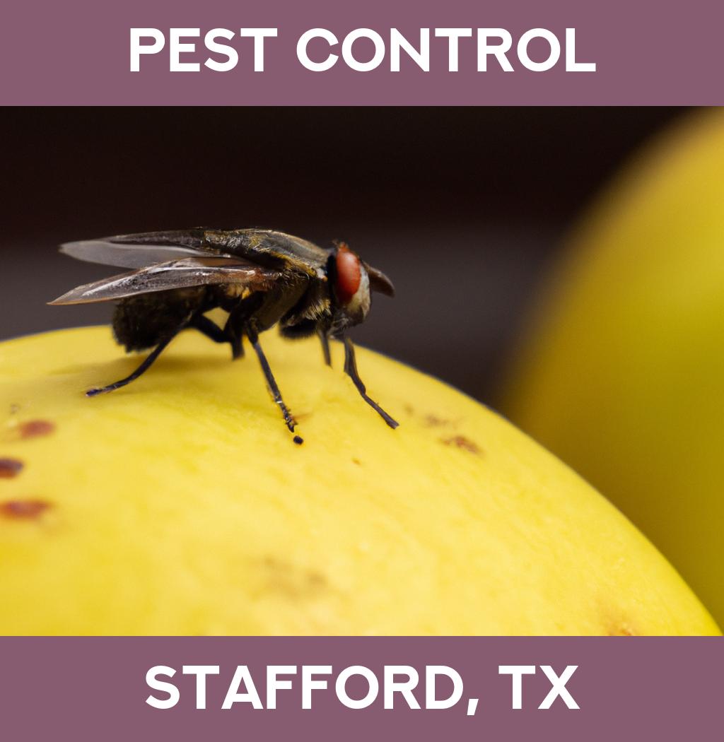 pest control in Stafford Texas