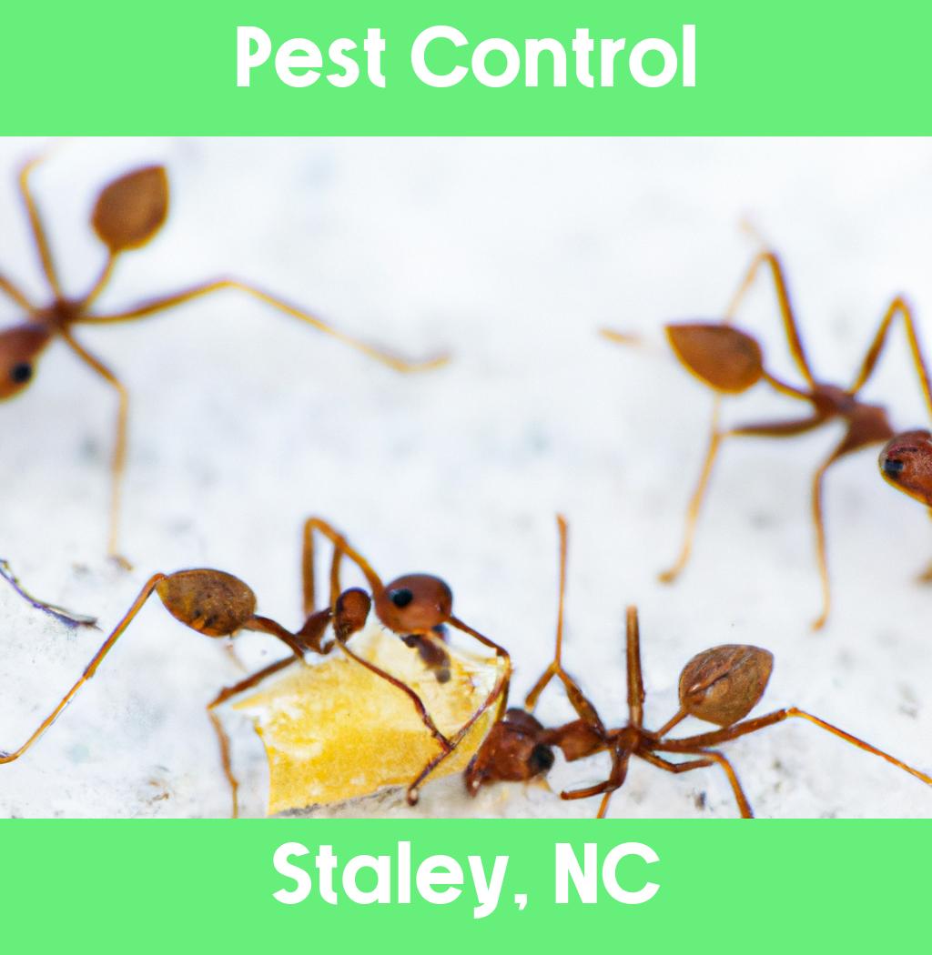 pest control in Staley North Carolina