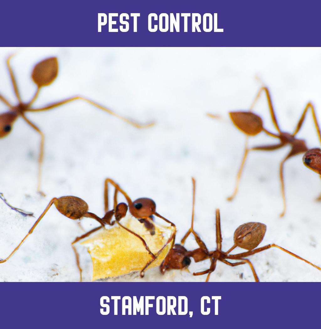 pest control in Stamford Connecticut
