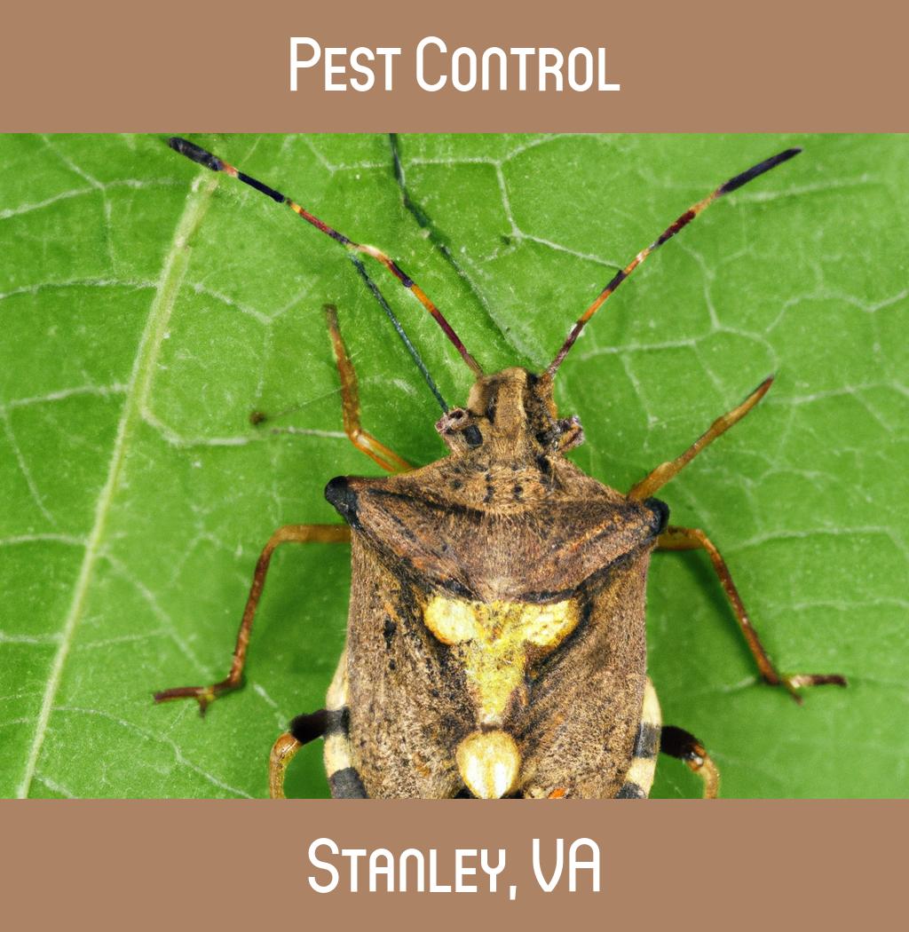 pest control in Stanley Virginia