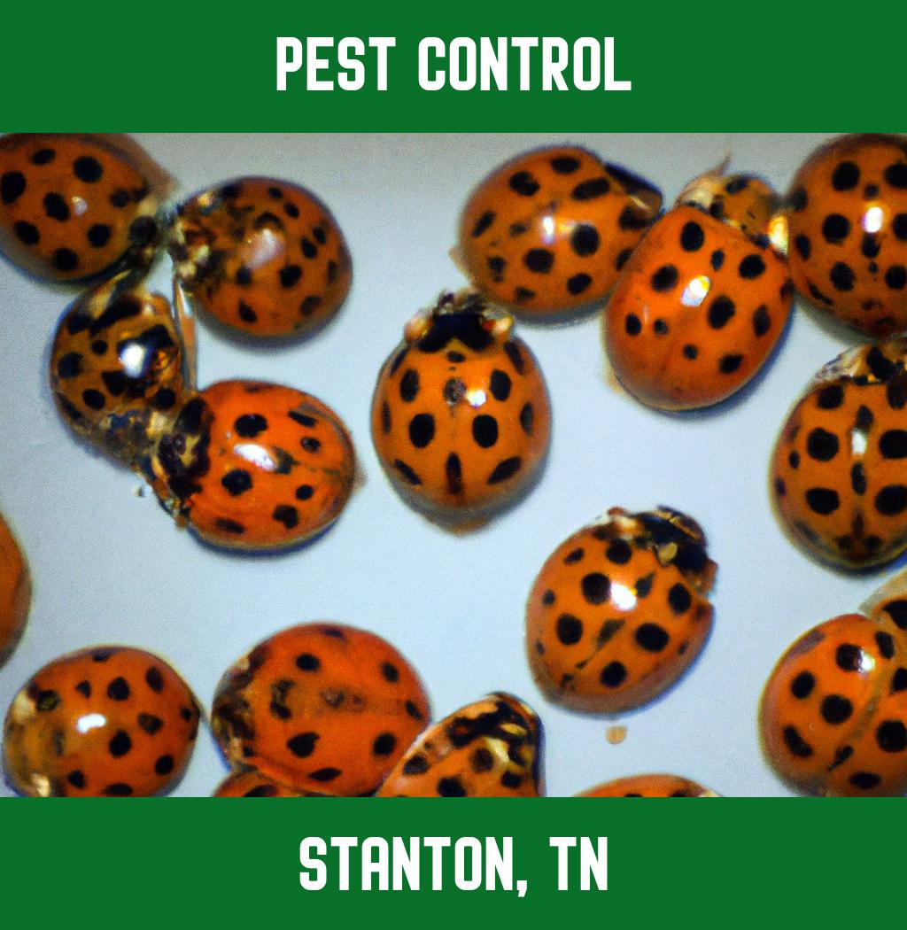 pest control in Stanton Tennessee