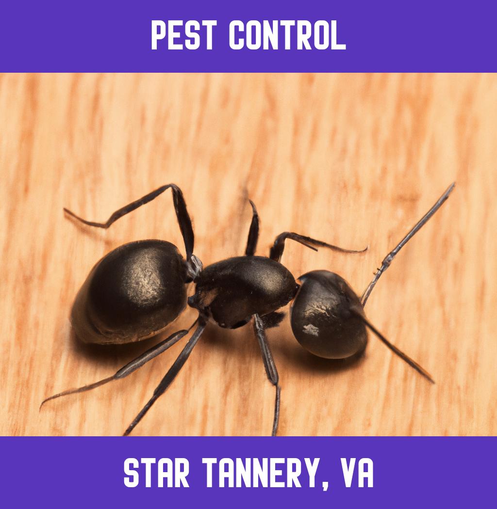 pest control in Star Tannery Virginia