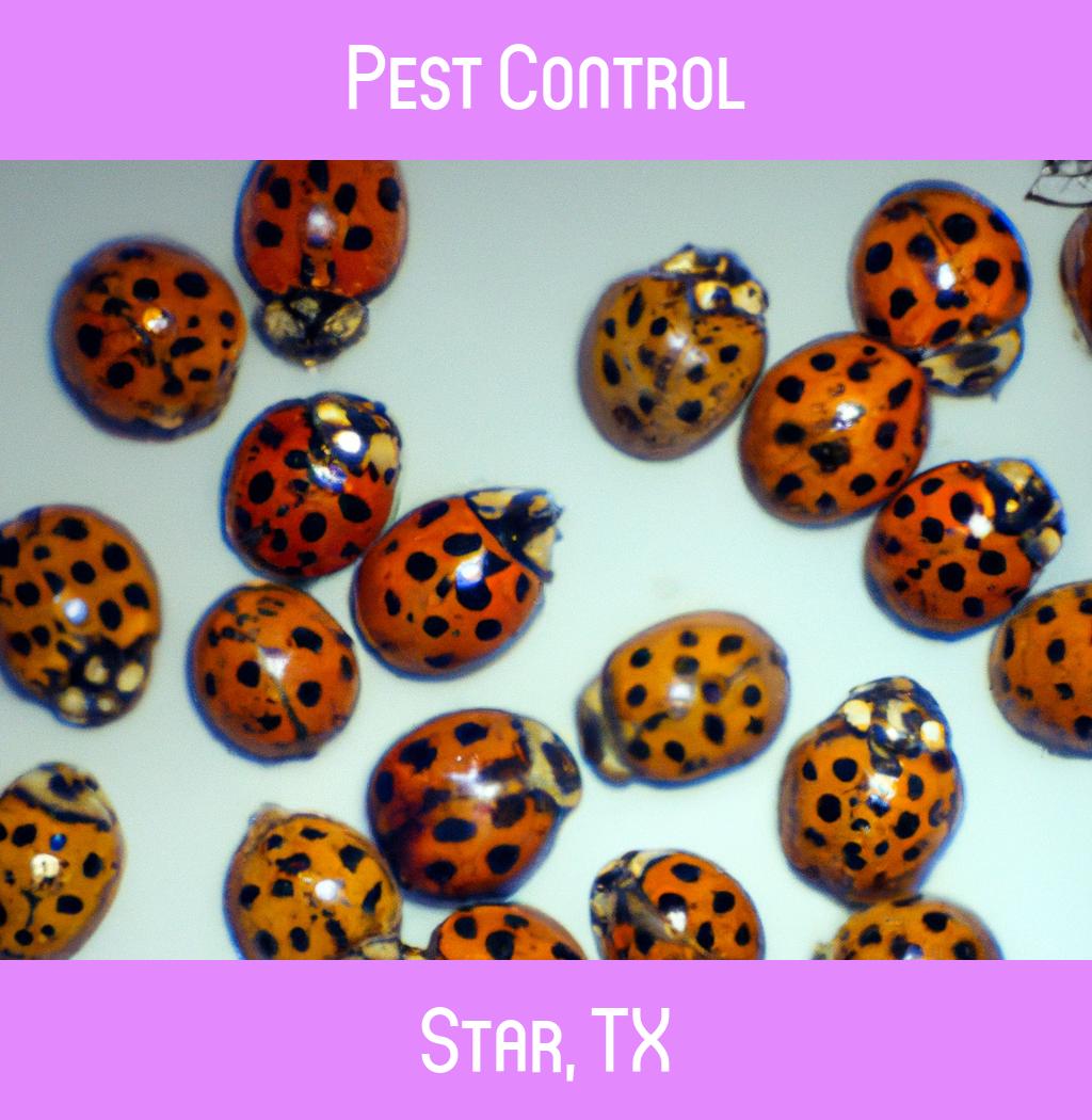 pest control in Star Texas