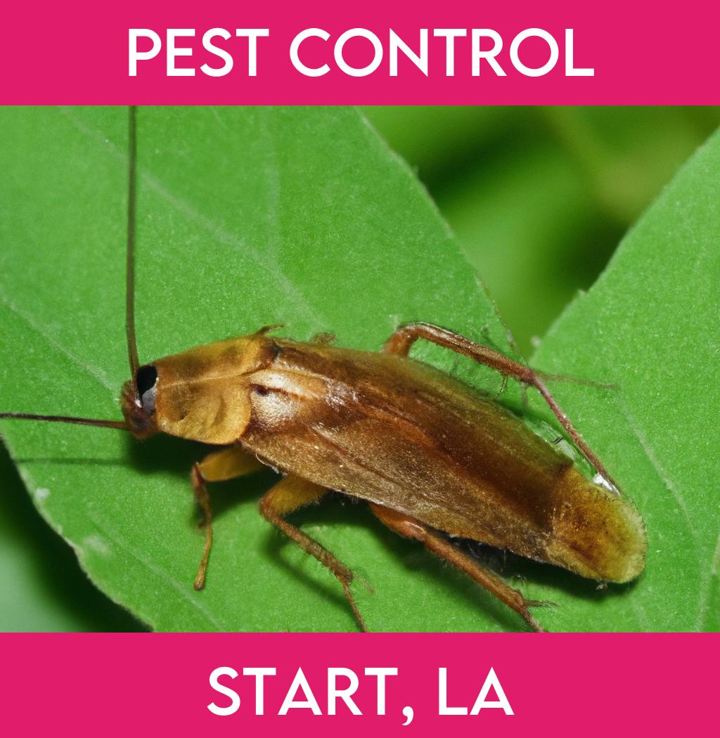 pest control in Start Louisiana