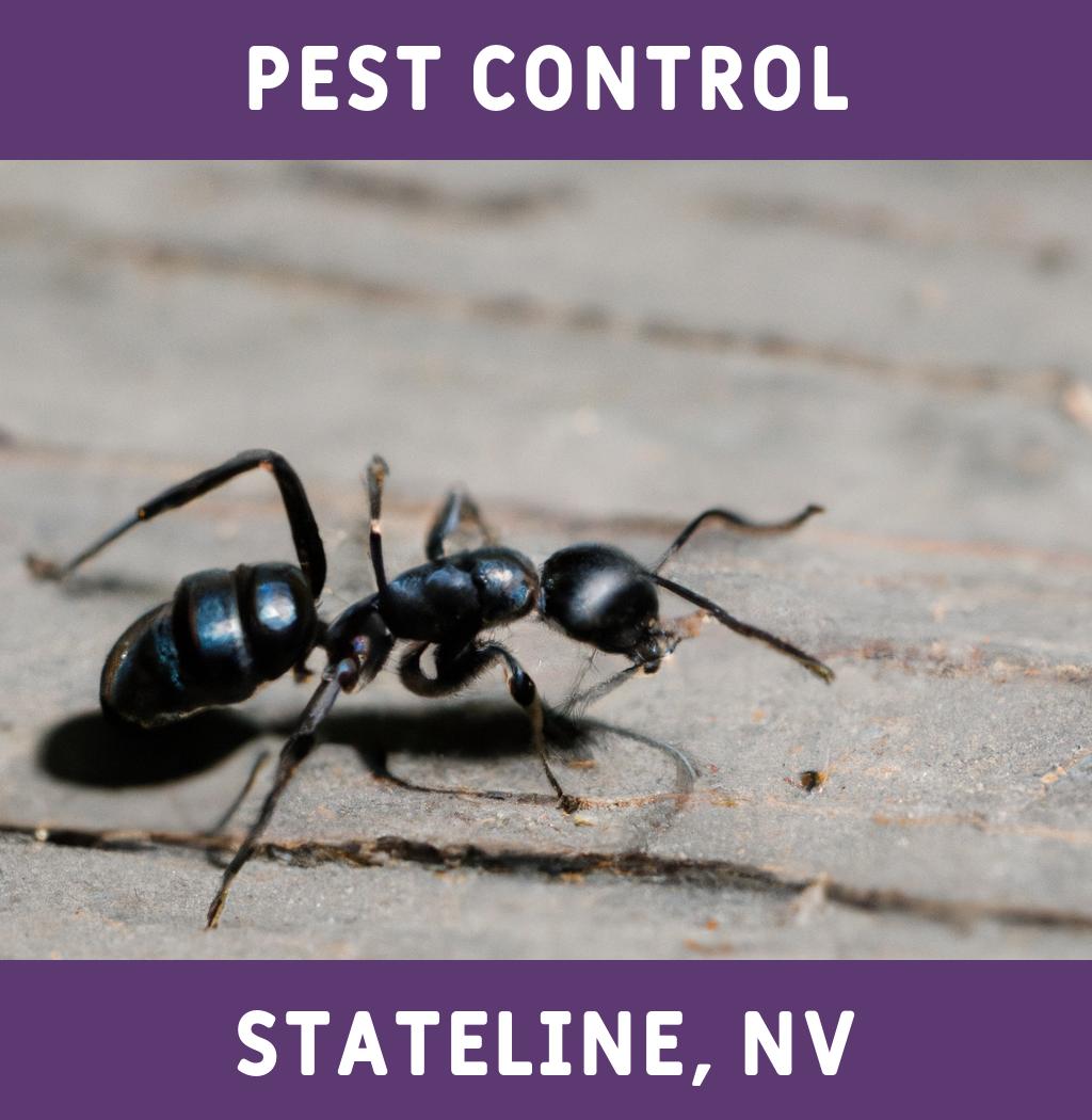 pest control in Stateline Nevada