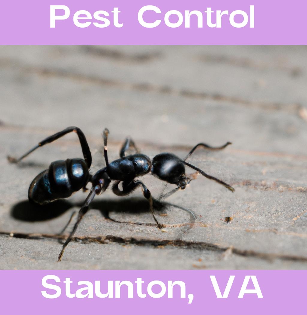 pest control in Staunton Virginia