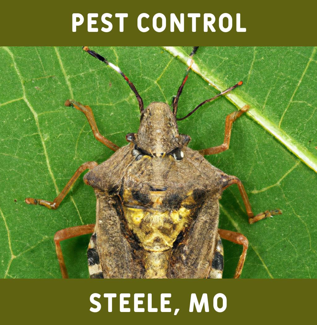 pest control in Steele Missouri