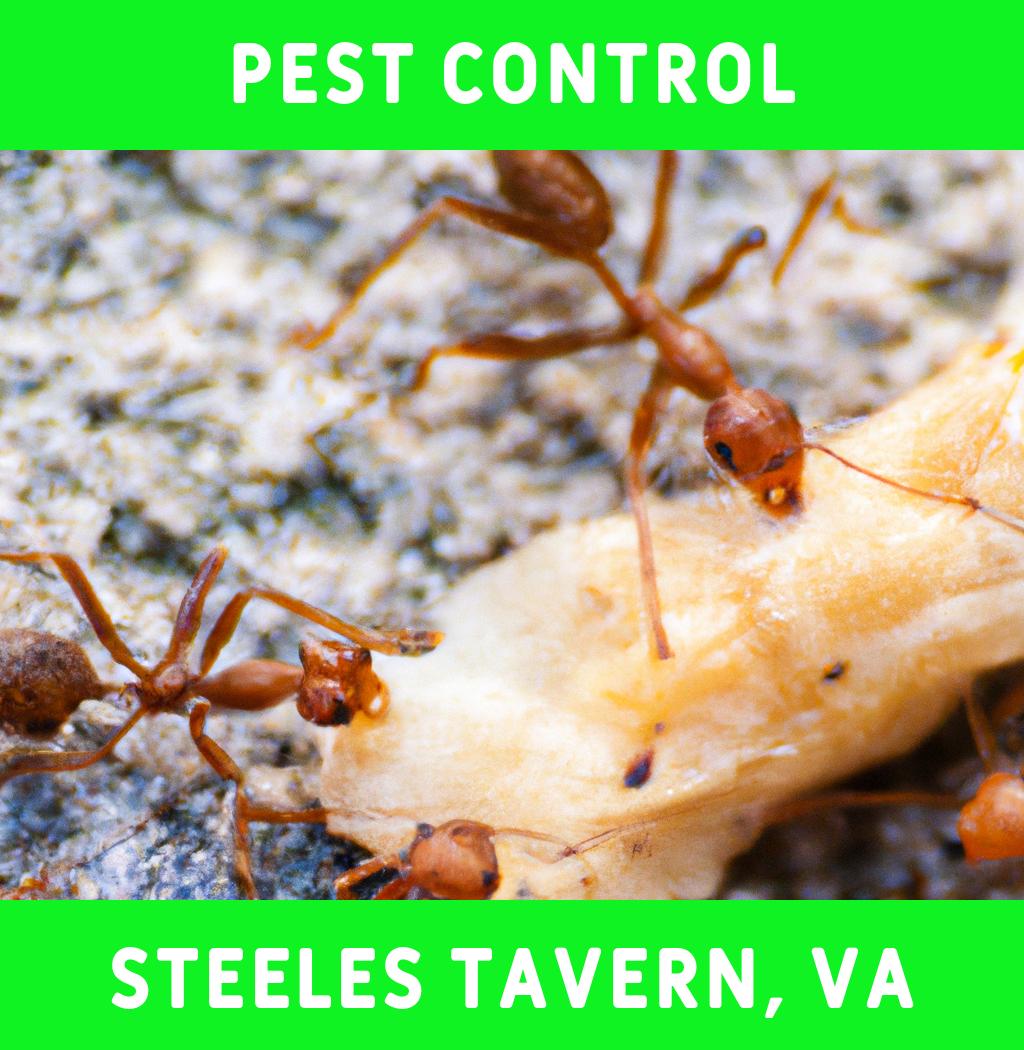 pest control in Steeles Tavern Virginia