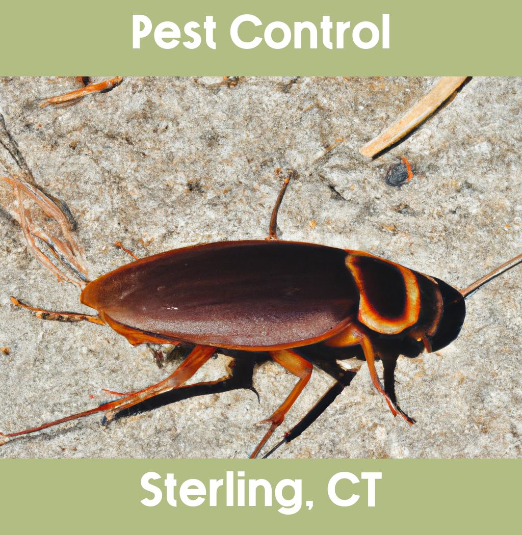 pest control in Sterling Connecticut