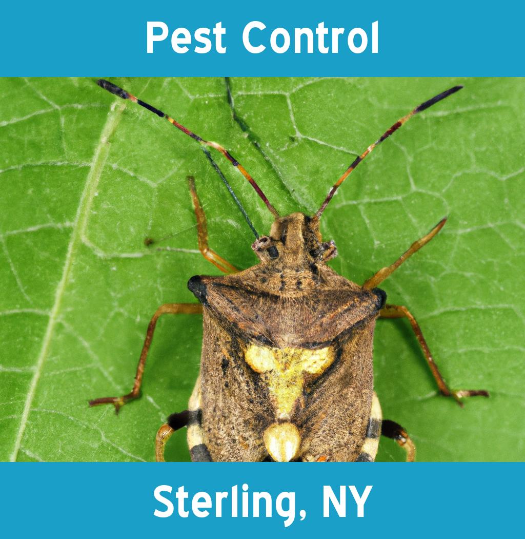pest control in Sterling New York
