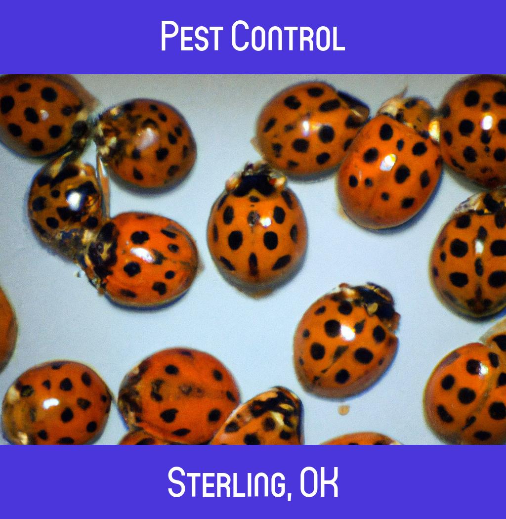 pest control in Sterling Oklahoma
