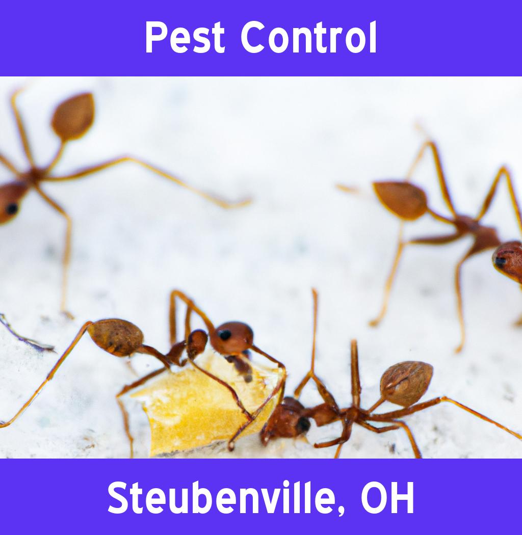 pest control in Steubenville Ohio