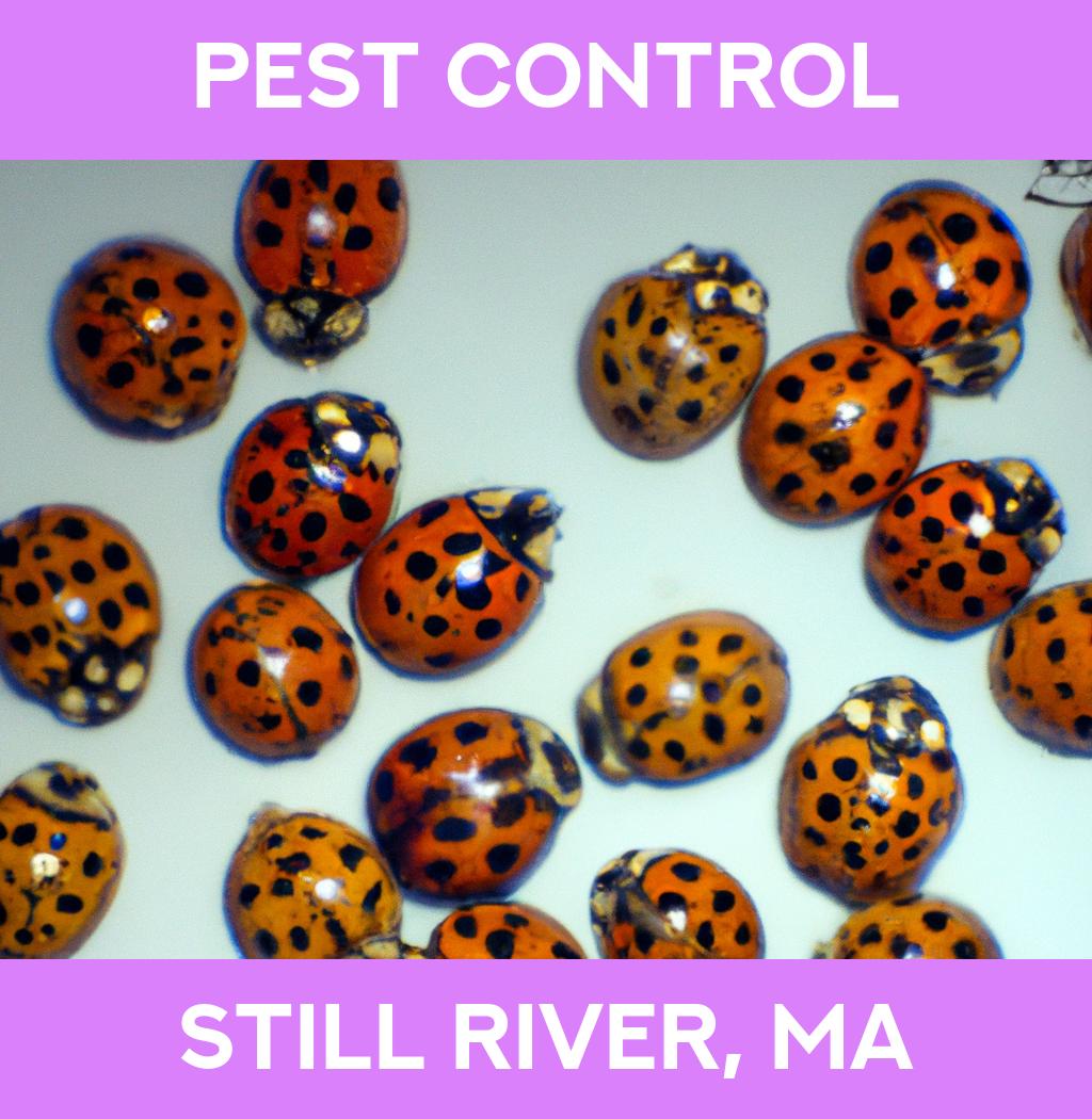 pest control in Still River Massachusetts
