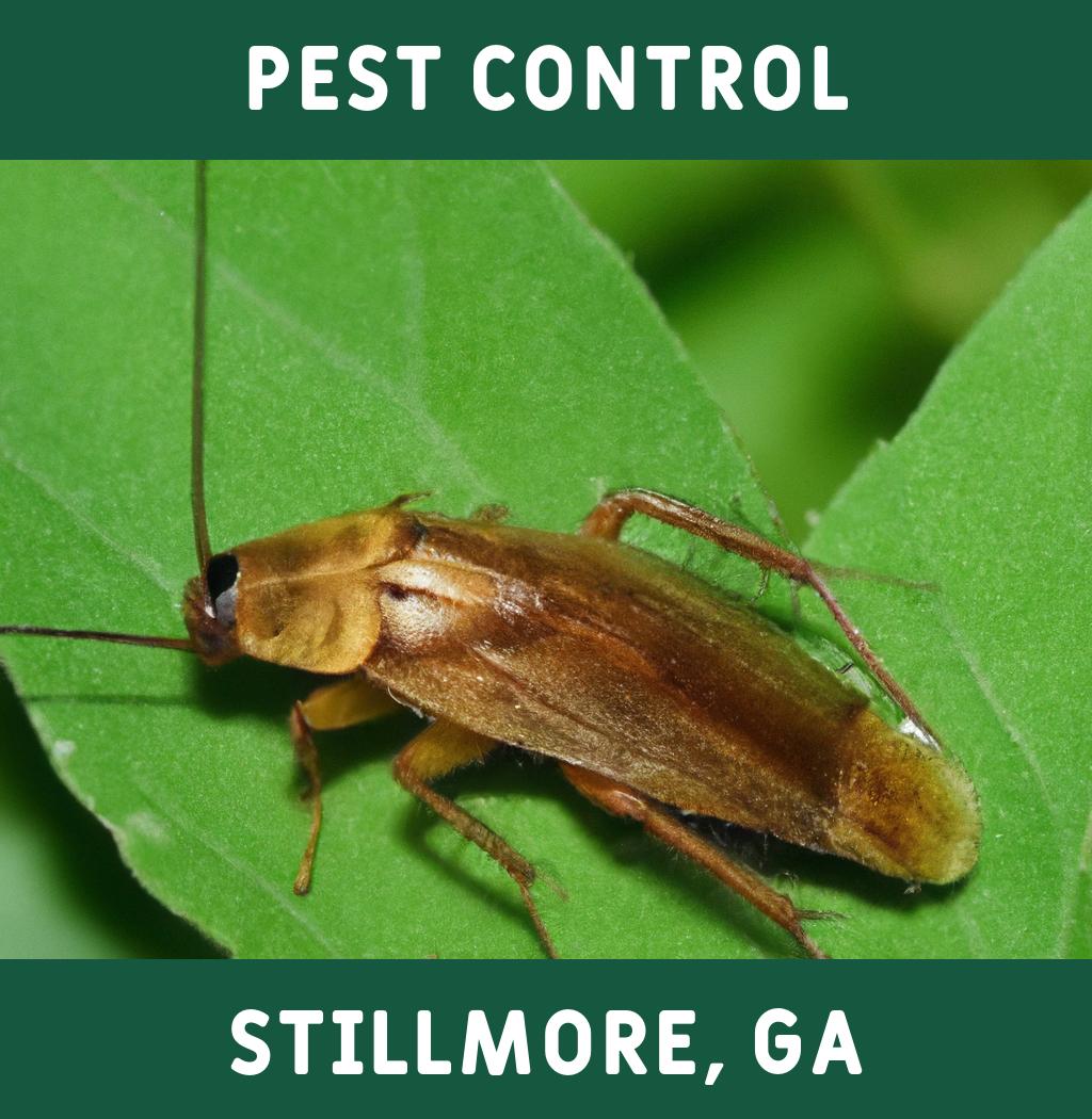 pest control in Stillmore Georgia