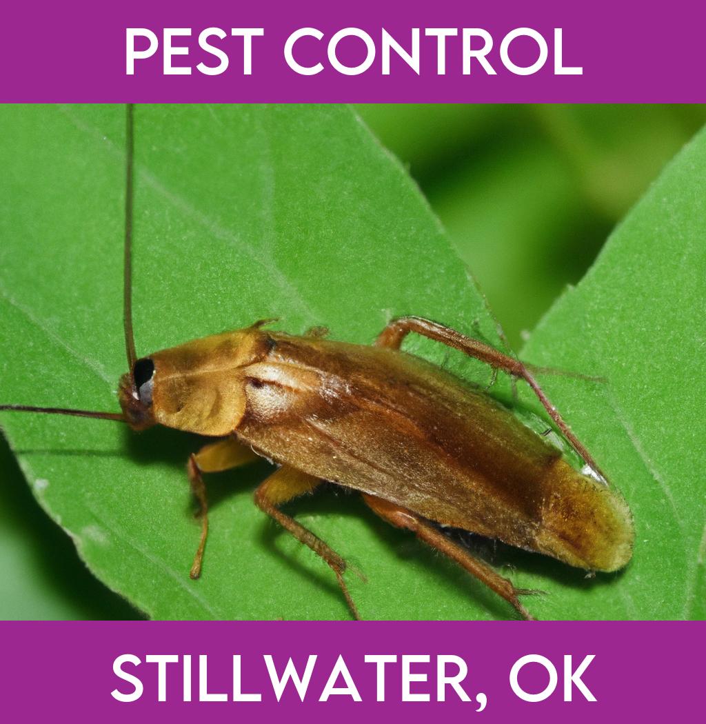 pest control in Stillwater Oklahoma