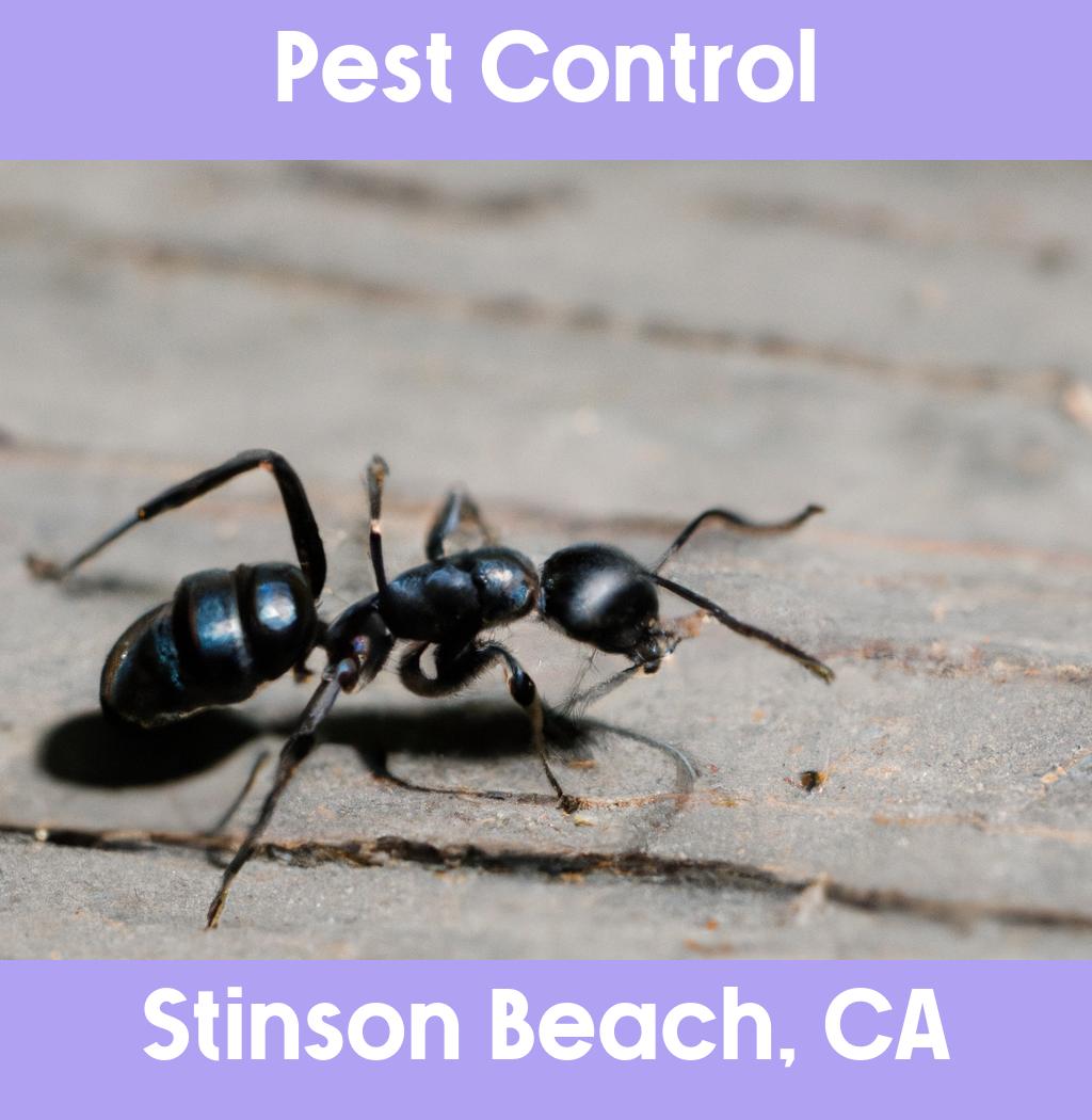 pest control in Stinson Beach California