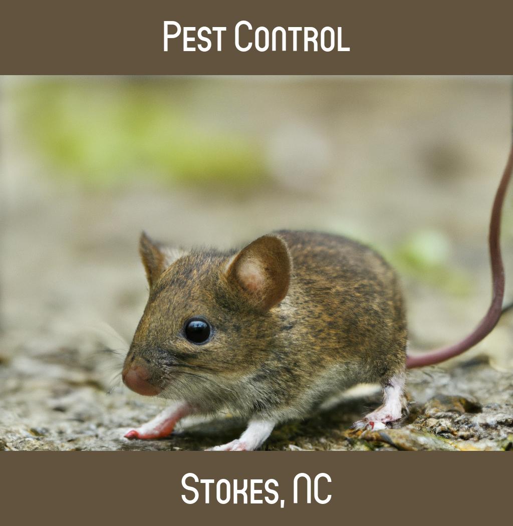 pest control in Stokes North Carolina