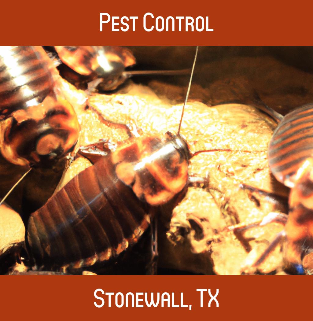 pest control in Stonewall Texas