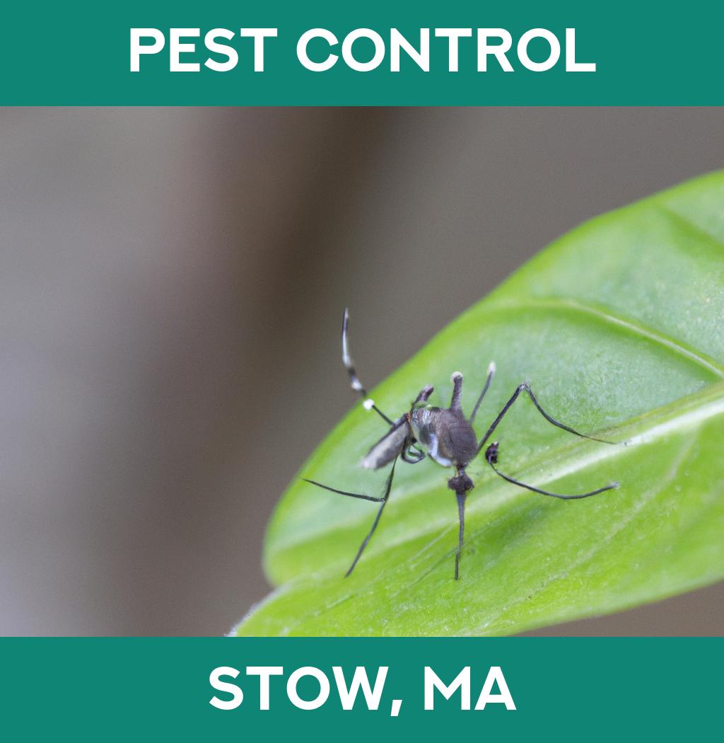 pest control in Stow Massachusetts