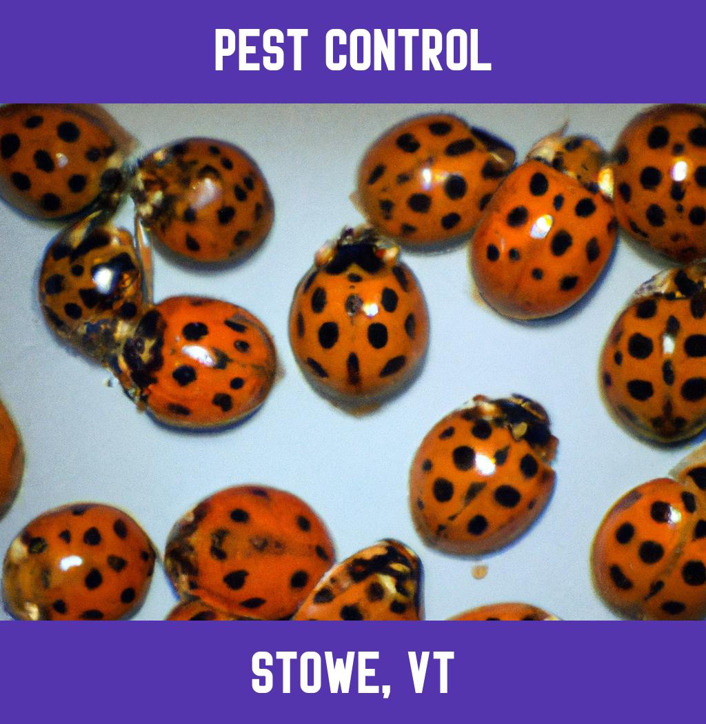 pest control in Stowe Vermont