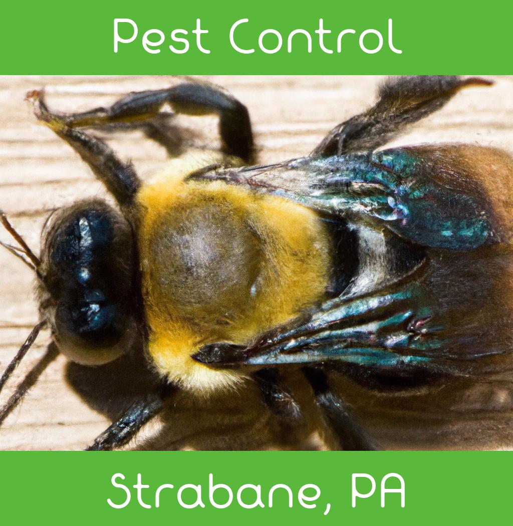 pest control in Strabane Pennsylvania